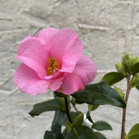 Bow-bells-blute