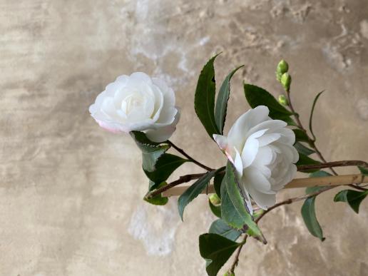 Early-pearly-zwei-bluten