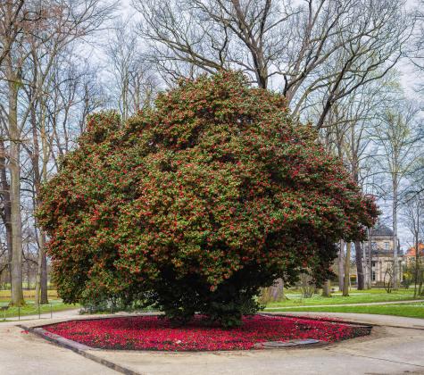 Sachsen, Pillnitz über 200 Jahre alt